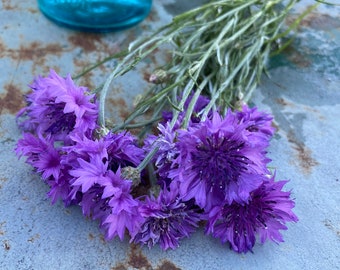 Purple Bachelor Buttons, Lavender Mix Centaurea, Great for Cut Flower Gardens, Easy to Grow Annual Flowers