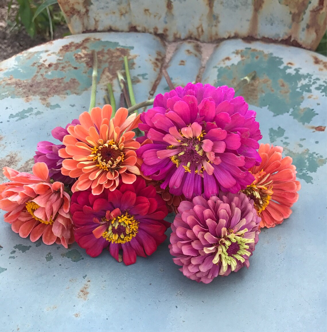 Premium Zinnia Flower Mix Cut Flower Garden Zinnias Heirloom Etsy