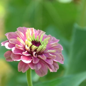 Queen Red Lime Zinnia, 20 Seeds Red Lime Zinnia, Great for Cut Flower Gardens and Butterfly Gardens 画像 7