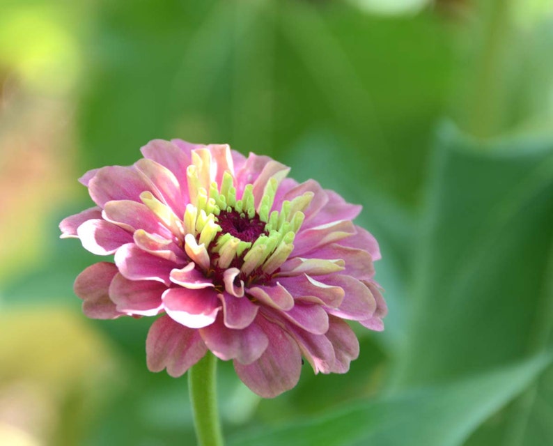 Queen Red Lime Zinnia, 20 Seeds Red Lime Zinnia, Great for Cut Flower Gardens and Butterfly Gardens image 7