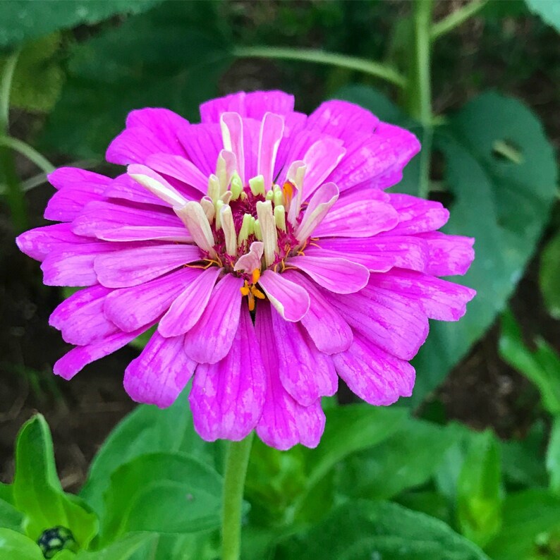 Benary's Giant Zinnia Seeds - Thumbnail 2
