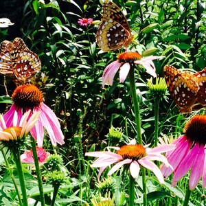 butterflies and bees love purple coneflower blooms