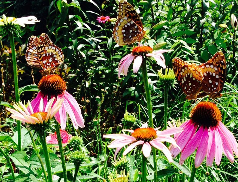 butterflies and bees love purple coneflower blooms