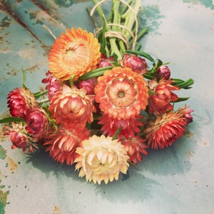 Peach Mix Strawflower Seeds, 45 Mixed Apricot Peach Strawflower Seeds, Great For Dried Floral Crafts and Cut Flower Arrangements
