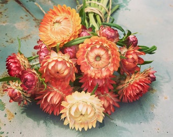 Peach Mix Strawflower Seeds, 45 Mixed Apricot Peach Strawflower Seeds, Great For Dried Floral Crafts and Cut Flower Arrangements