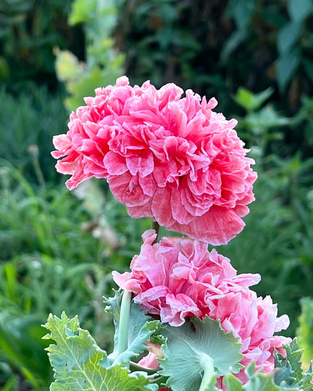 Frosted Salmon Peony Poppies, 200 Seeds for Salmon Double Flowering
