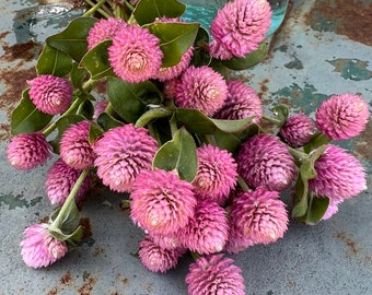 Raspberry Cream Gomphrena, Deep Pink Globe Gomphrena, Great for Drying