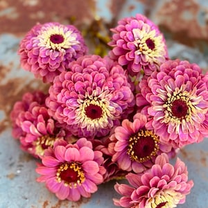 Queen Red Lime Zinnia Seeds, Pink Zinnias, Great for Cut Flower Gardens and Butterfly Gardens