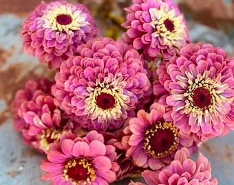 Queen Red Lime Zinnia Seeds, Pink Zinnias, Great for Cut Flower Gardens and Butterfly Gardens