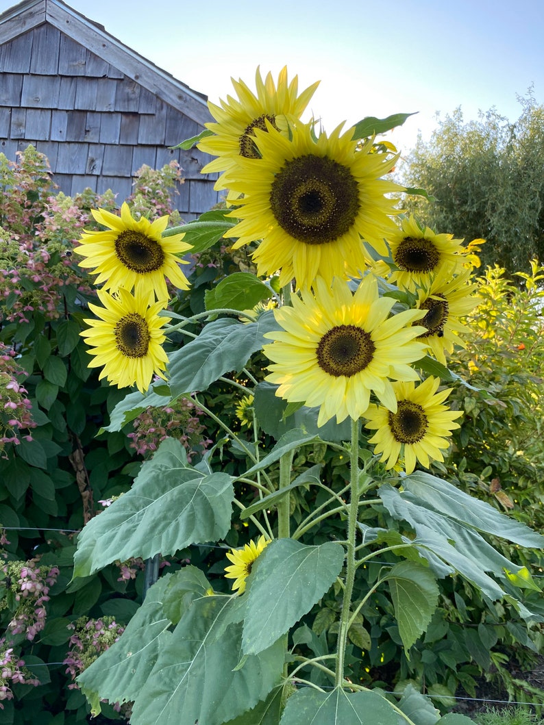 Lemon Queen Sunflower Seeds Helianthus Annus Seeds Yellow Etsy