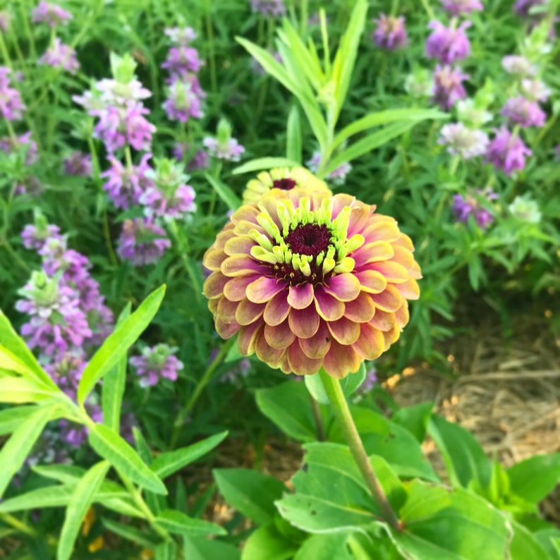 Queen Red Lime Zinnia, 20 Seeds Red Lime Zinnia, Great for Cut Flower Gardens and Butterfly Gardens image 9