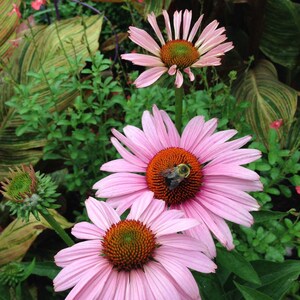 purple coneflowers are pollinator favorites