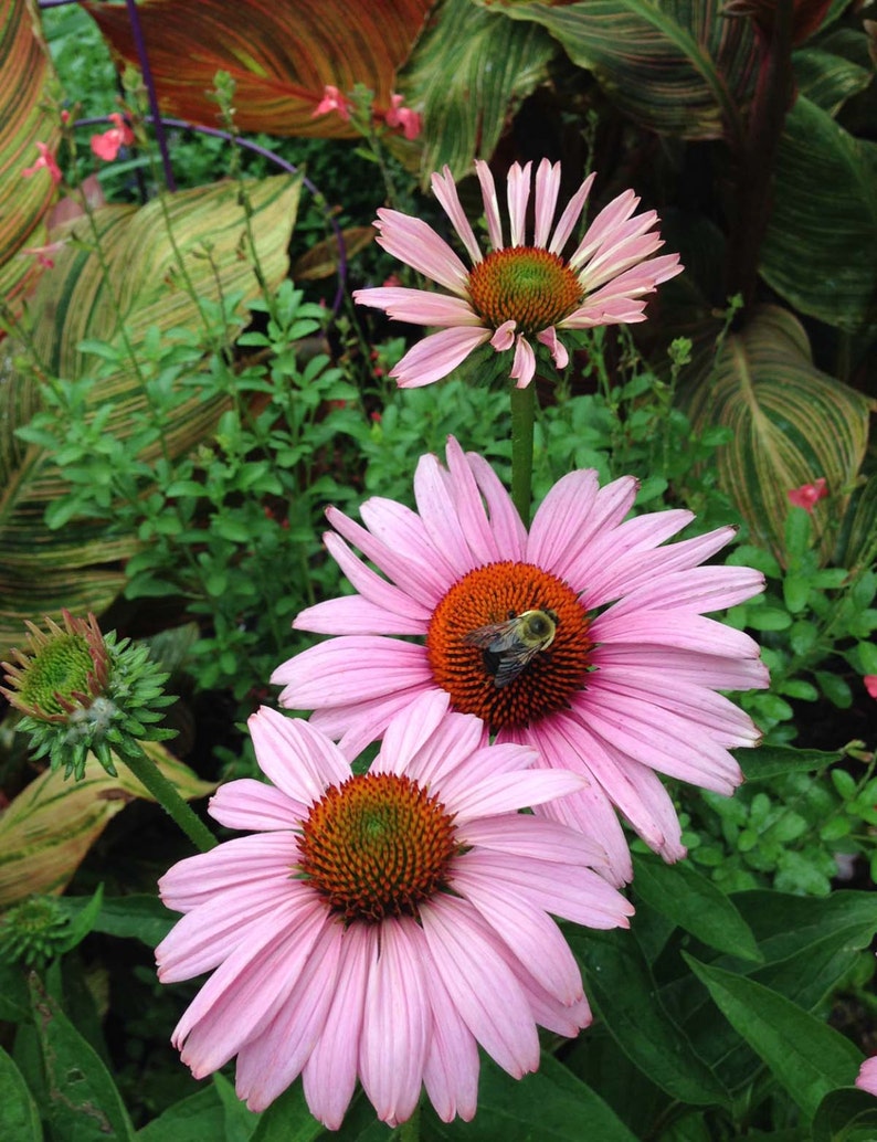 purple coneflowers are pollinator favorites