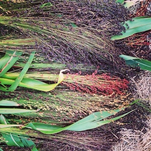 Mixed Color Broomcorn Seeds: Sorghum Bicolor, Fall Decor (100 Seeds)