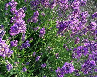 English Lavender Seeds: Fragrant Purple Blooms for Dried Flowers