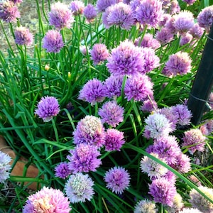 Chive Seeds, Heirloom Herb Seeds, Easy to Grow Chives, Great for Bee Friendly Gardens, Container Garden Favorite