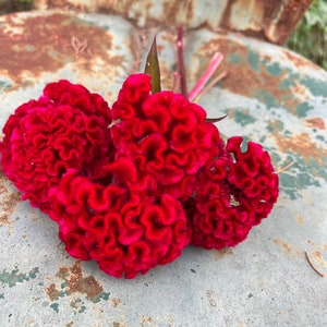 Chief Red Flame Celosia Seed, 100 Seeds for Large Red Cockscomb Celosia