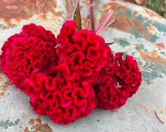 Chief Red Flame Celosia Seed, 100 Seeds for Large Red Cockscomb Celosia