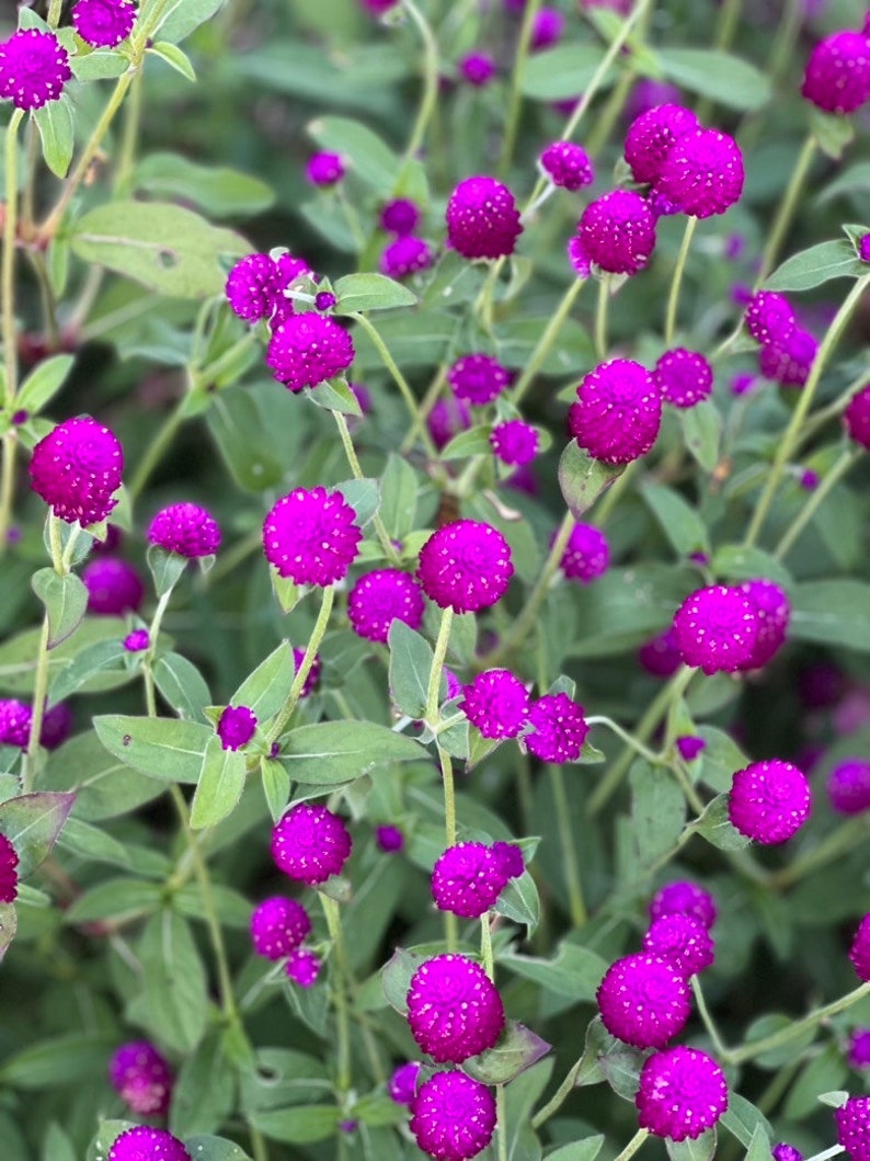 Audray Purple Red Gomphrena, 25 Dark Purple Globe Amaranth Seeds image 2