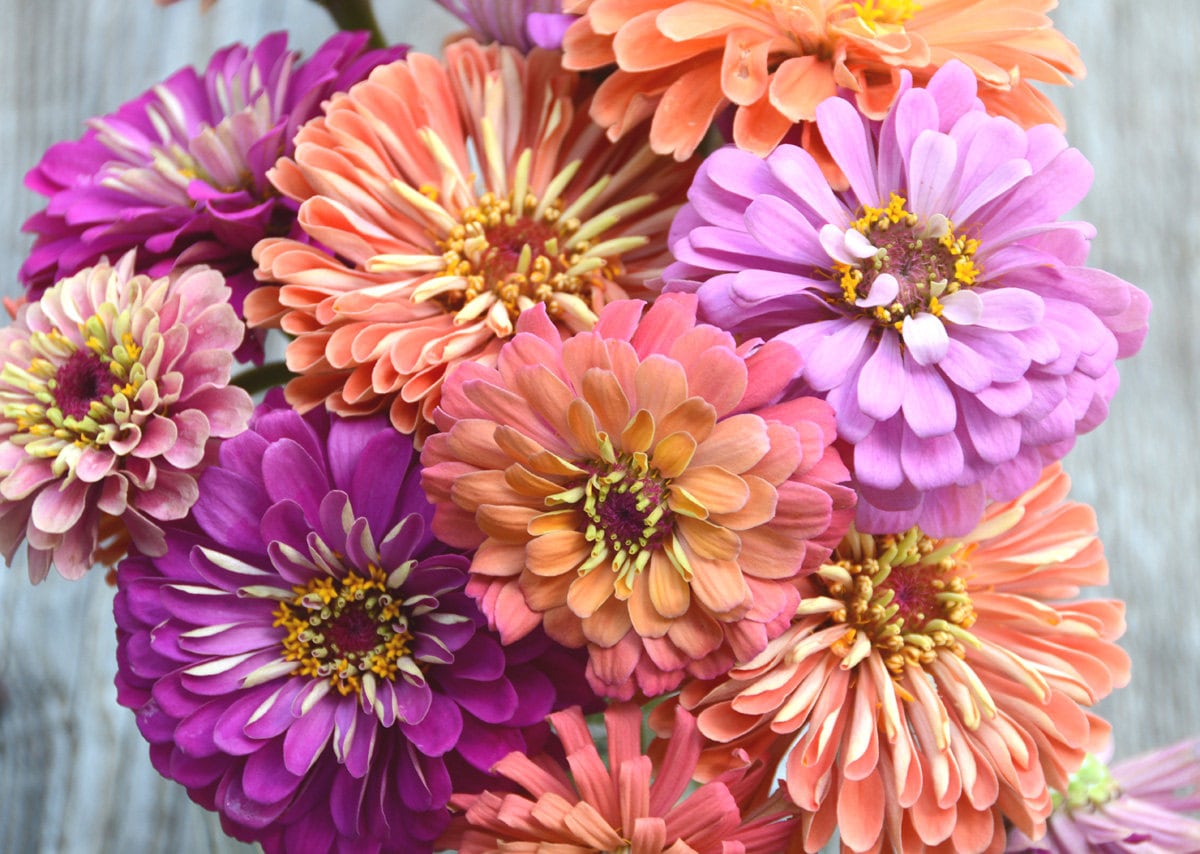 Pastel Zinnia Seeds Heirloom Zinnias Mix Pastel Zinnia Etsy