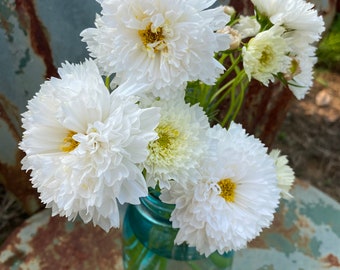 Double Click Snow Puff Cosmos Seeds, Double White Flowered Cosmos, Great for Cut Flower Gardens and Butterfly Gardens