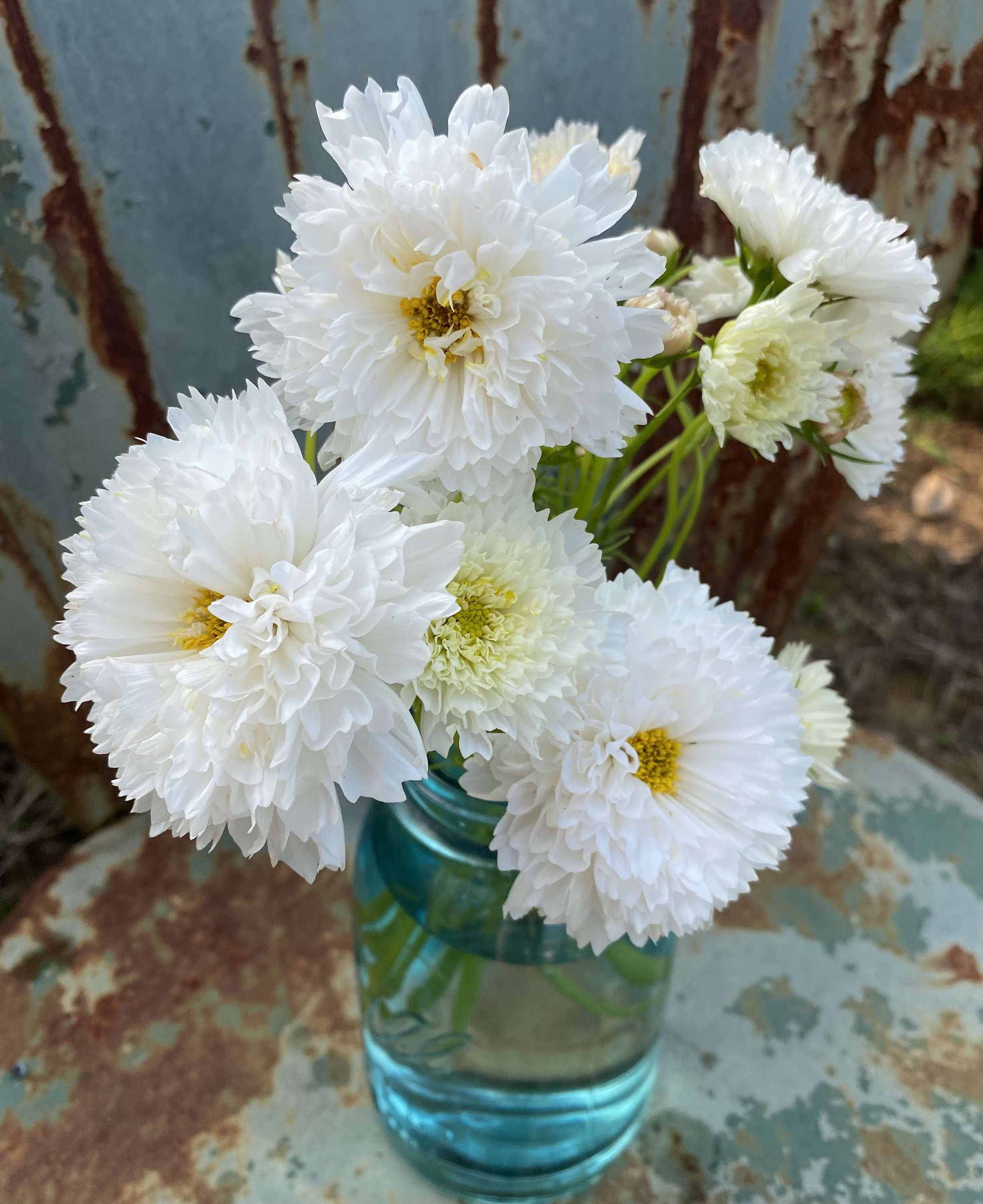 Double Click Snow Puff Cosmos Seeds, Double White Flowered Cosmos