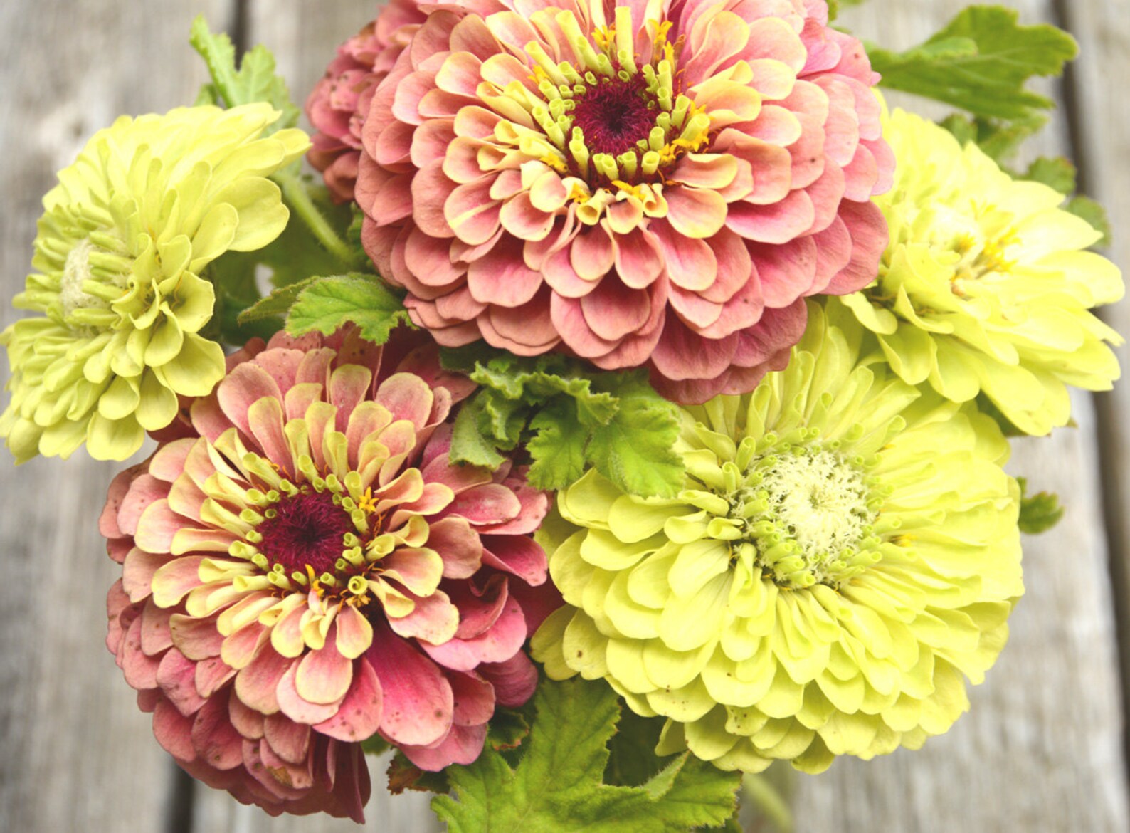 Benary's Giant Lime Zinnia Green Zinnia Seeds Heirloom Etsy