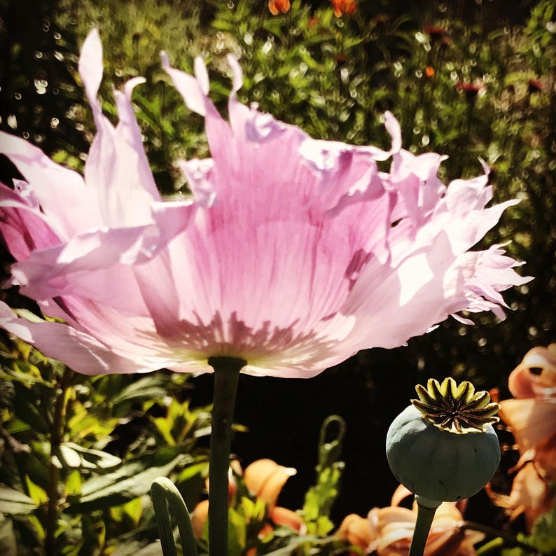 Mixed Poppy Seeds, Breadbox Poppies in Mixed Colors, Washed Papaver somniferum Seed image 6