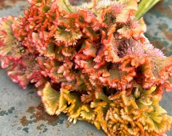 Crystal Beauty Celosia Seed, 50 Seeds for Cockscomb Celosia