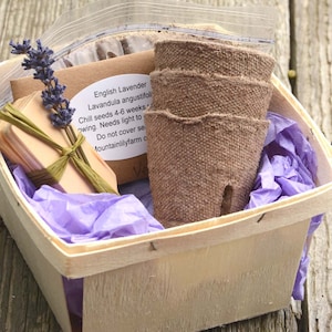 Lavender Plant Kit, English Lavender Seeds, Great Housewarming Gift