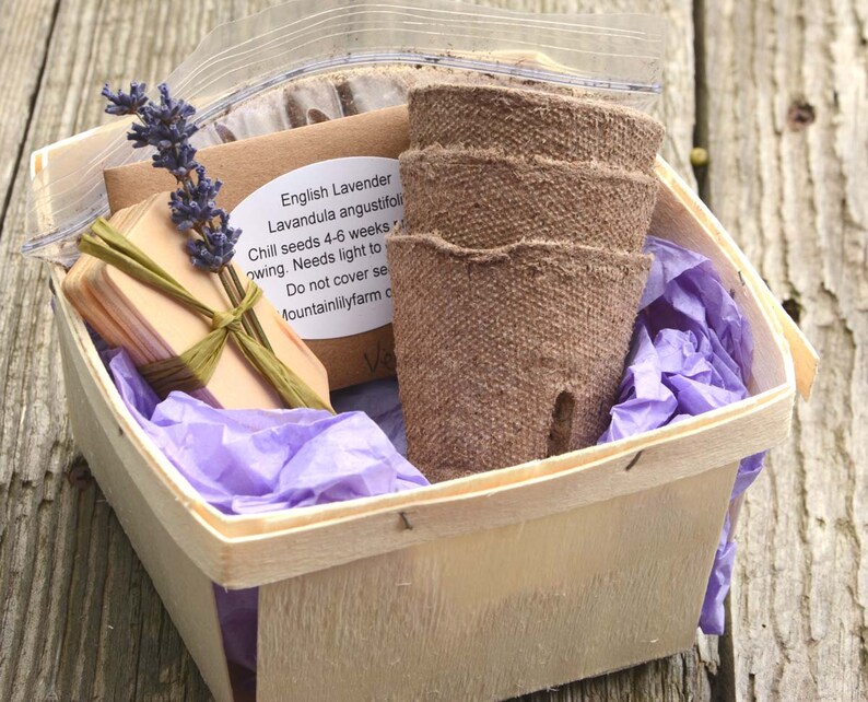 Lavender Plant Kit English Lavender Seeds in Gift Basket Etsy