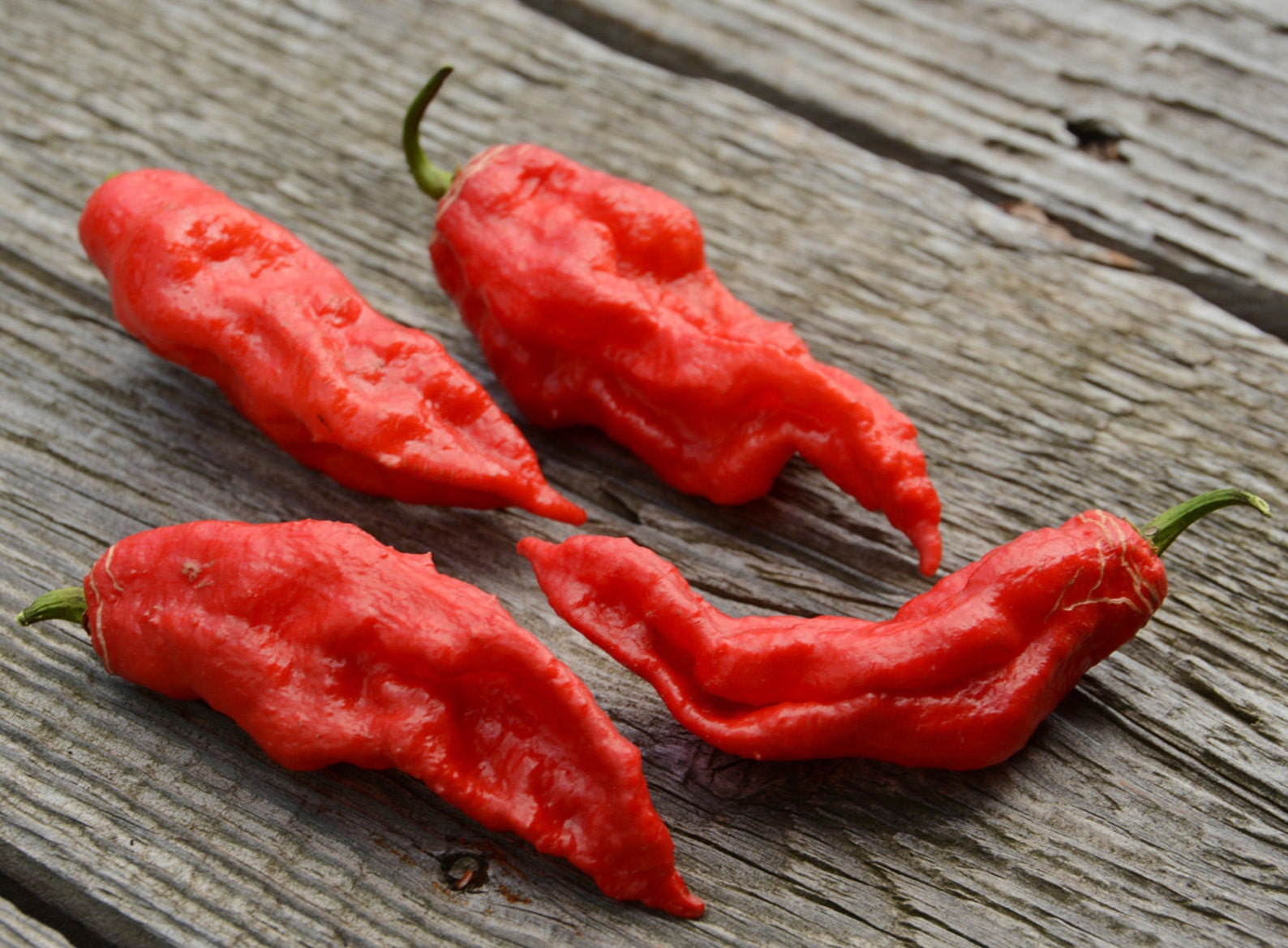 Ghost Pepper Seeds Bhut Jolokia Hot Pepper Seed Hot Peppers image 0.