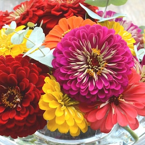 Benary's Giant Mix Zinnia Seeds, 25 Seeds for Mixed Color Zinnias image 1