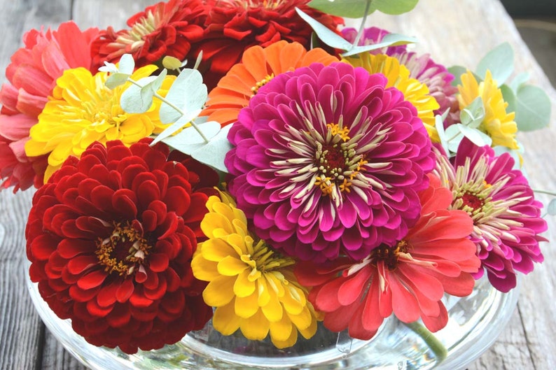 Benary's Giant Mix Zinnia Seeds, 25 Seeds for Mixed Color Zinnias image 1