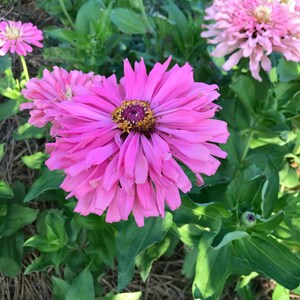 May include: A close-up of a pink zinnia flower with a yellow center. The flower is in focus, while the background is blurred.