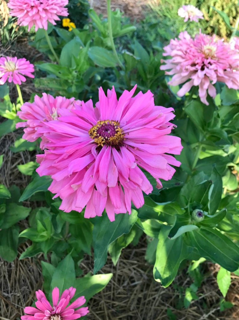 May include: A close-up of a pink zinnia flower with a yellow center. The flower is in focus, while the background is blurred.