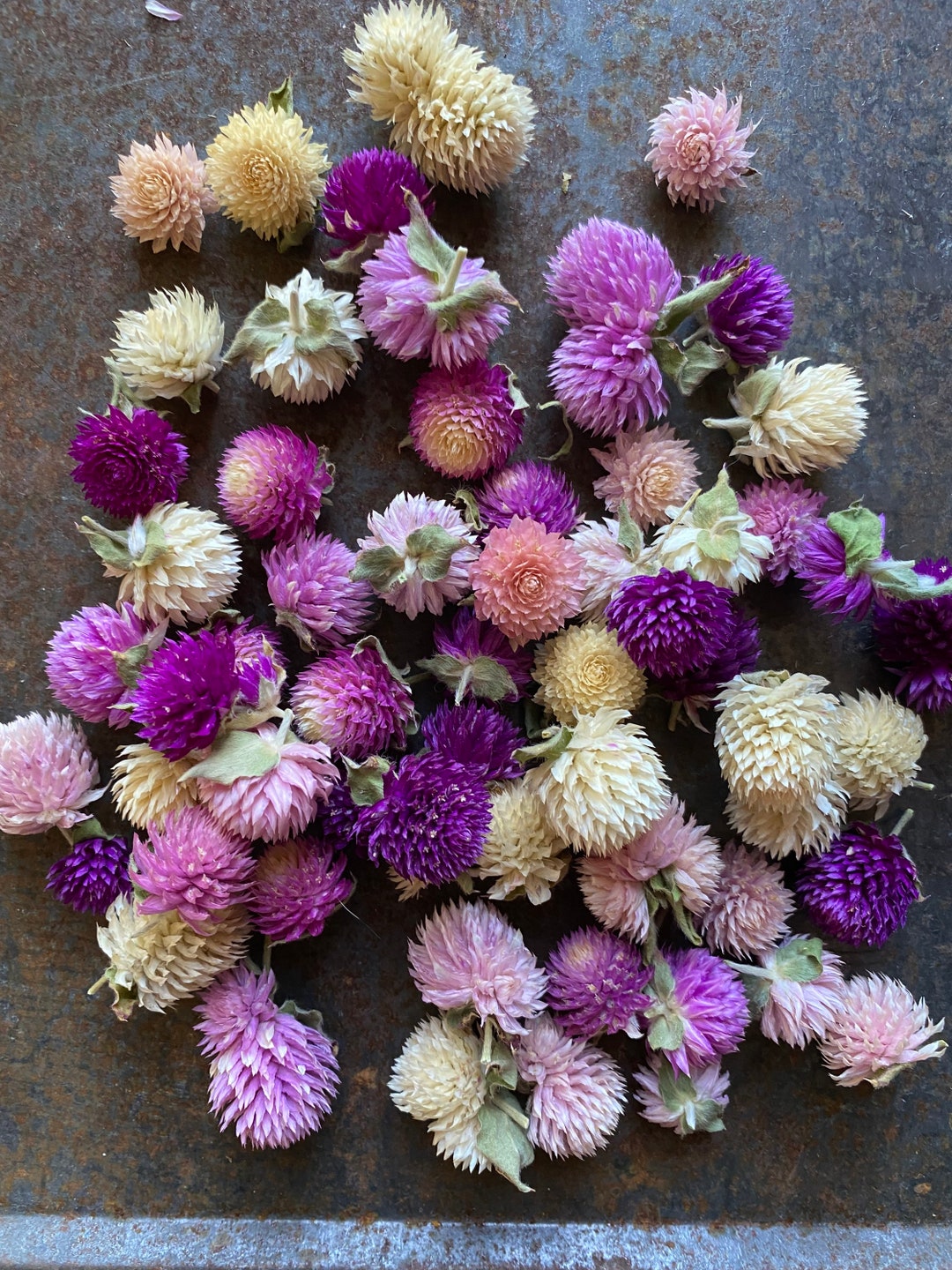 Dried Gomphrena Heads Natural Dried Flowers 100 Dried - Etsy