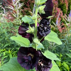 Black Hollyhock Seeds, Alcea rosea nigra, 25 Seeds for Cottage Garden Favorite Hollyhock image 6