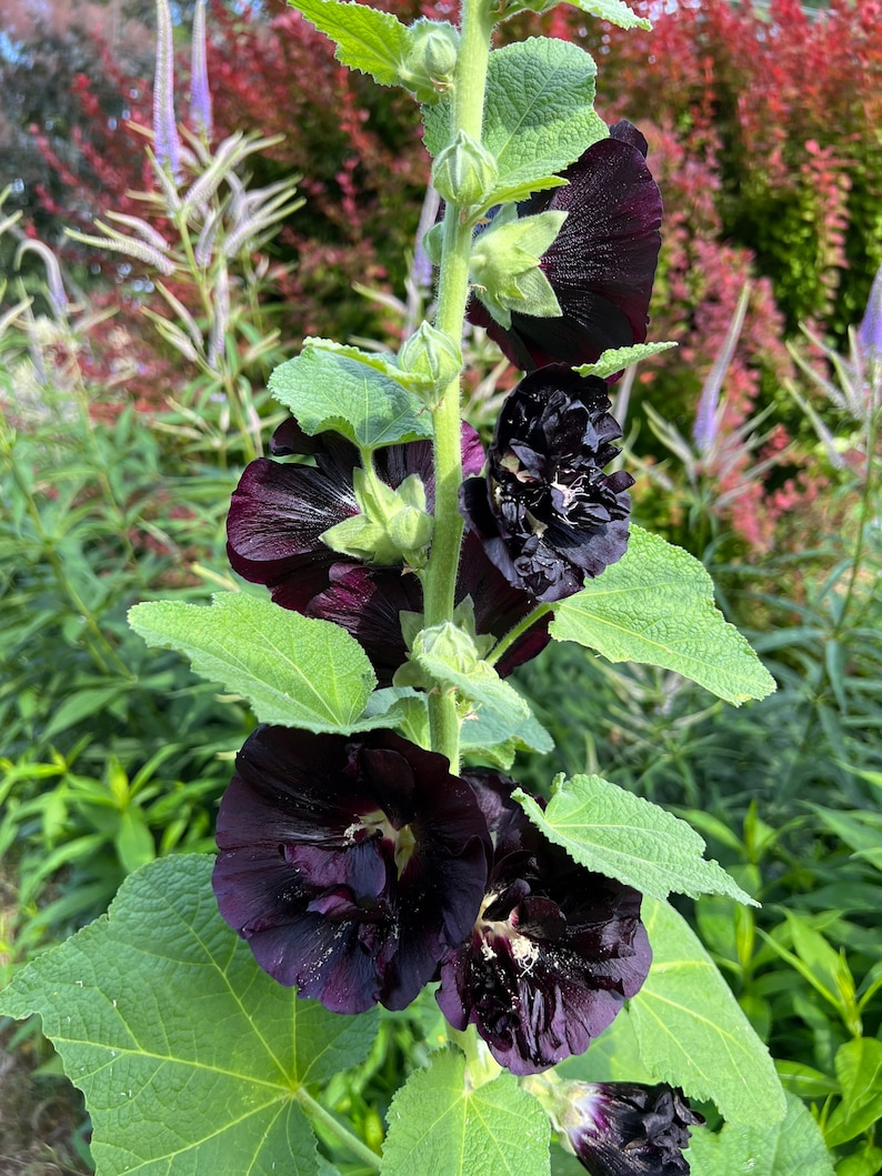 Black Hollyhock Seeds, Alcea rosea nigra, 25 Seeds for Cottage Garden Favorite Hollyhock image 6