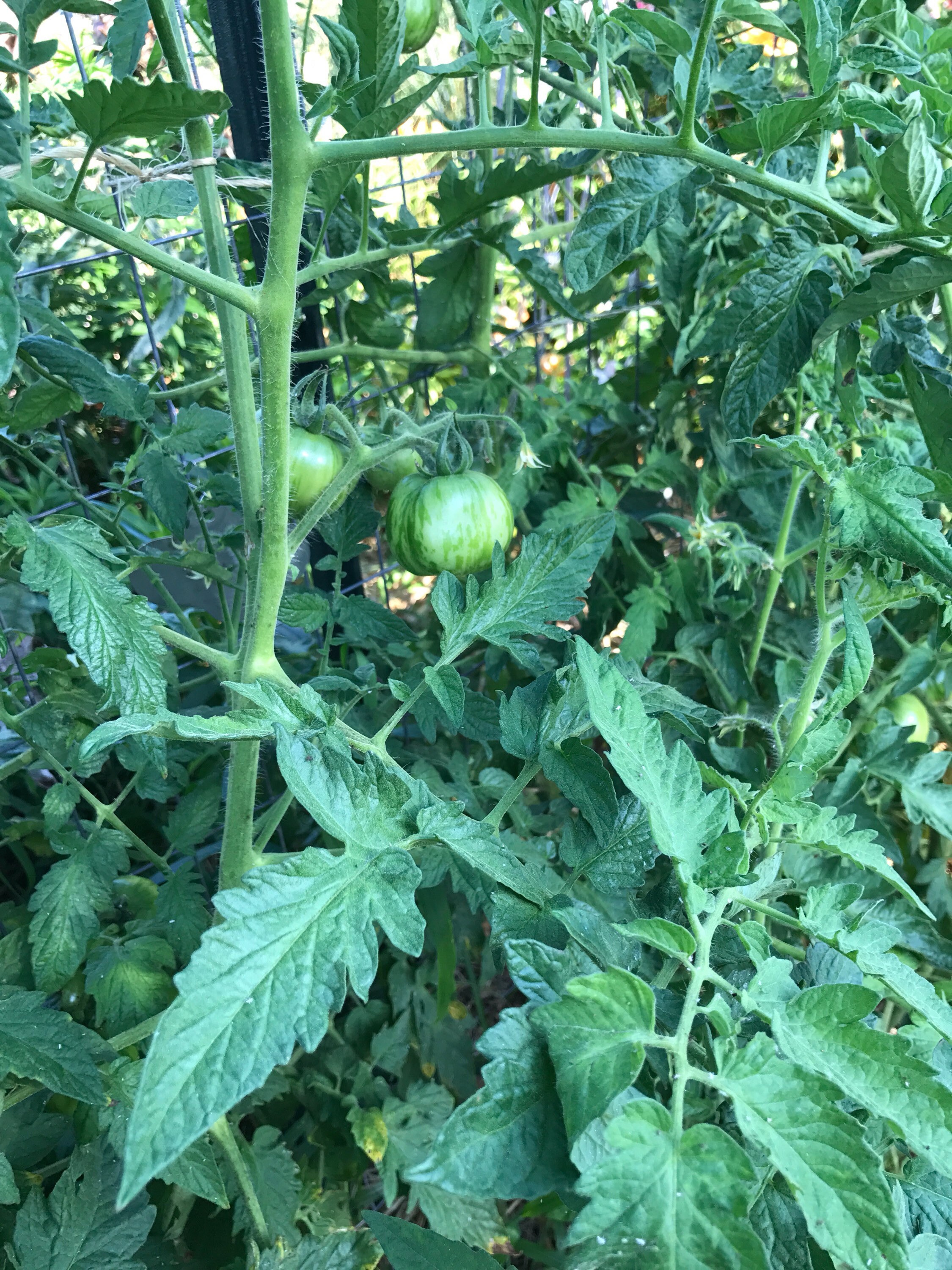 Red Zebra Tomato Seeds Heirloom Tomatoes Open Pollinated Etsy