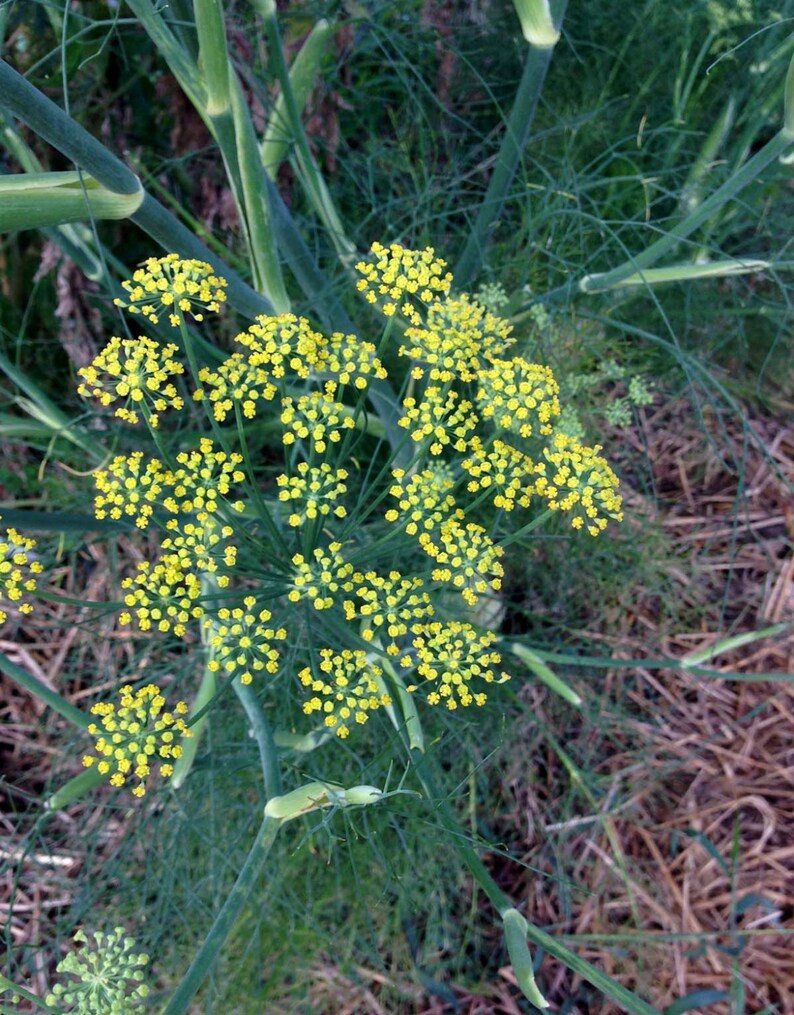 Florence Fennel Seed Green Fennel Bulbs Foeniculum Vulgare Etsy