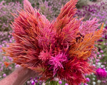 May include: A vibrant bouquet of colorful flowers in shades of red, pink, and orange. The flowers have a unique, feathery texture and are held together by a green stem. The background is a field of similar flowers.