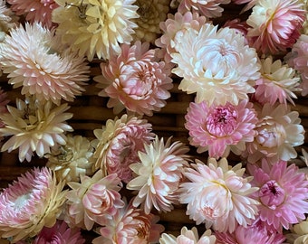 Silvery Rose Strawflower Seeds, 45 Seeds Rose Mix Helichrysum, Great for Cut Flower Gardens