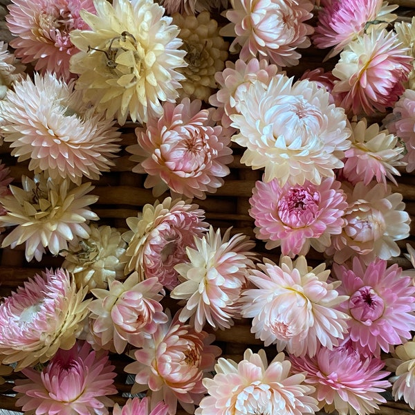 Silvery Rose Strawflower Seeds, 45 Seeds Rose Mix Helichrysum, Great for Cut Flower Gardens