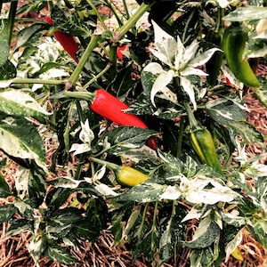 variegated foliage of Fish hot peppers