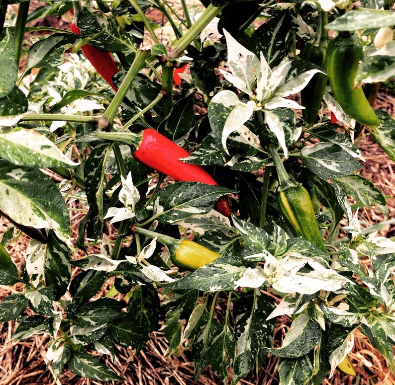 variegated foliage of Fish hot peppers
