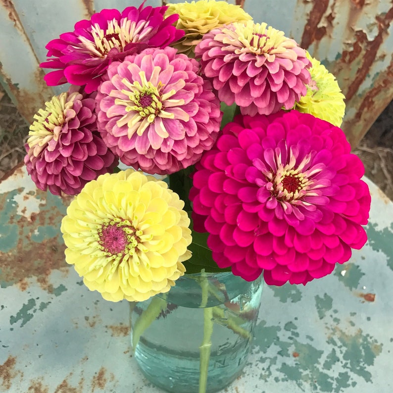 Queen Red Lime Zinnia, 20 Seeds Red Lime Zinnia, Great for Cut Flower Gardens and Butterfly Gardens 画像 6