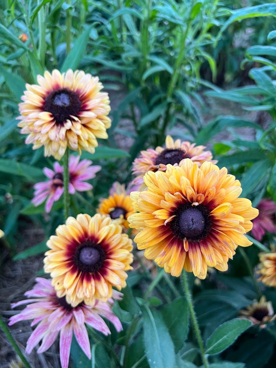 Rudbeckia seeds deals