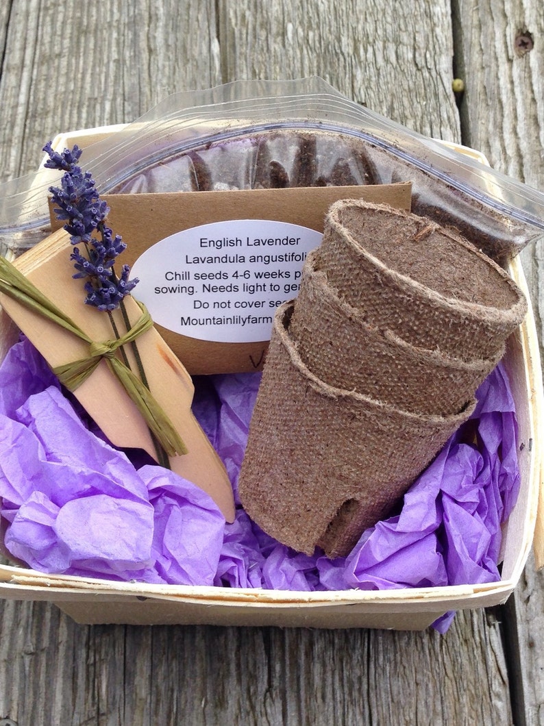 Lavender Plant Kit English Lavender Seeds in Gift Basket Etsy