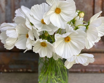 Afternoon White Cosmos, 25 Seeds for Large Flowering White Cosmos